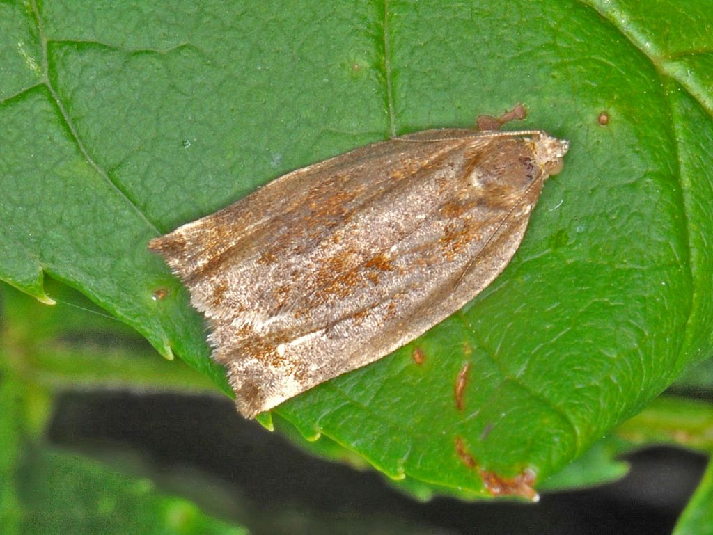 Che sia un Tortricidae?